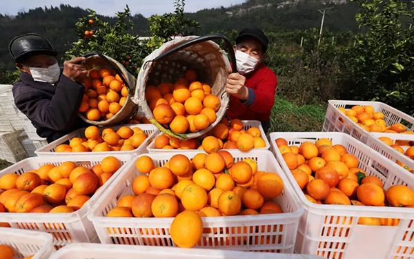 重庆两件“三峡柑橘”商标获得许可
